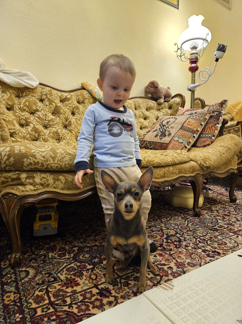 Пражский крысарик и ребёнок