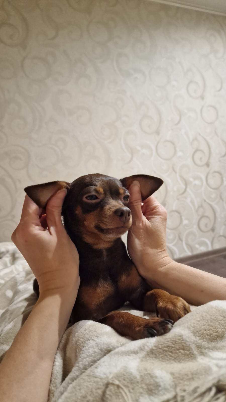 Крысарик
