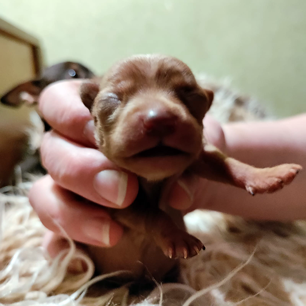 Новорождённый щенок