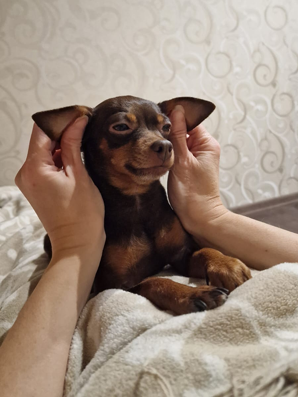 Уши и глаза